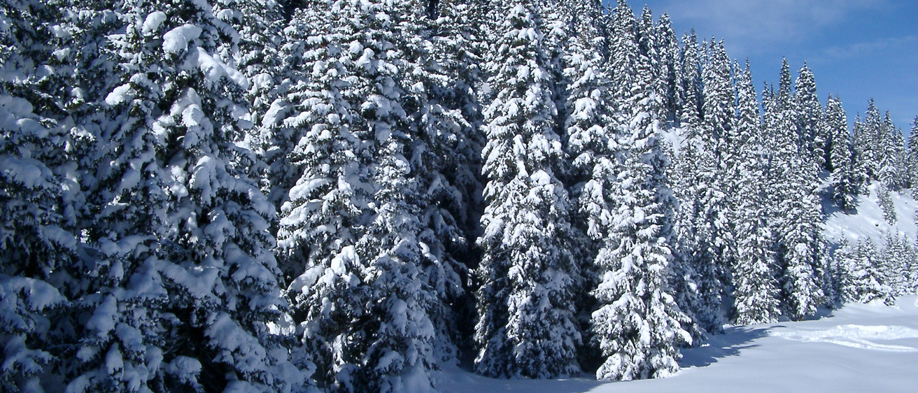 Snow covered trees at Vail